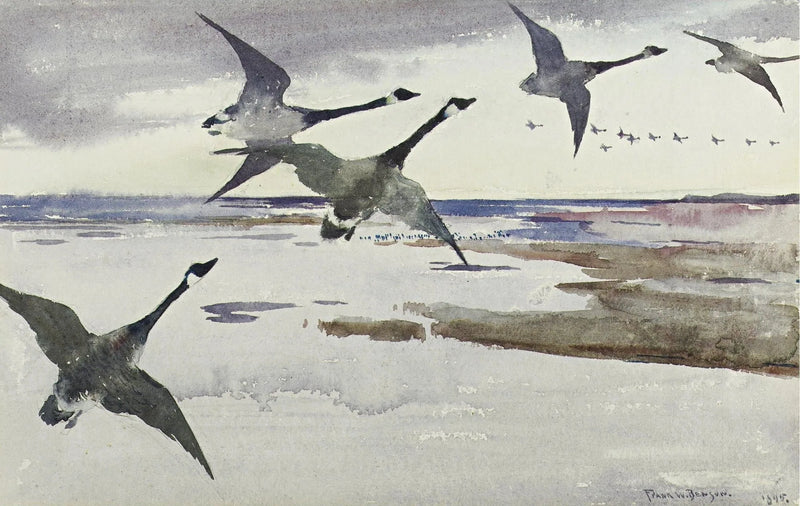 Ocas de Canadá - Frank Weston Benson