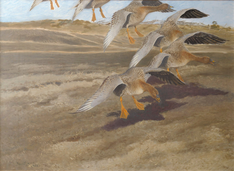 gansos salvajes - Bruno Liljefors