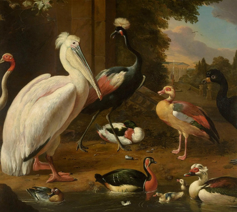 Aves acuáticas - Melchior de Hondecoeter