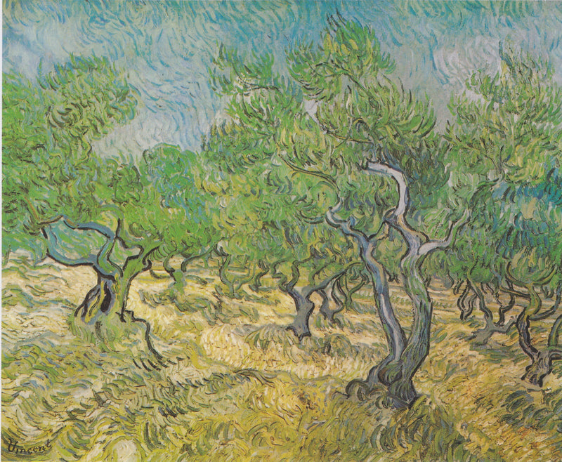 Campo de olivos - Vincent van Gogh