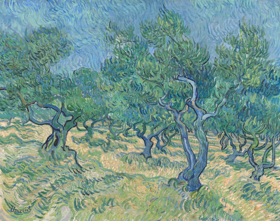 Olivar - Vincent van Gogh