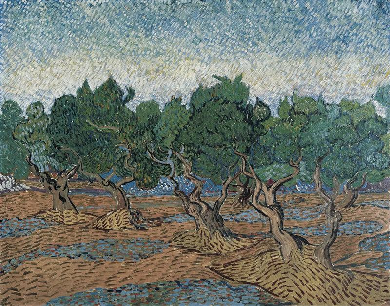 Olivar - Vincent van Gogh