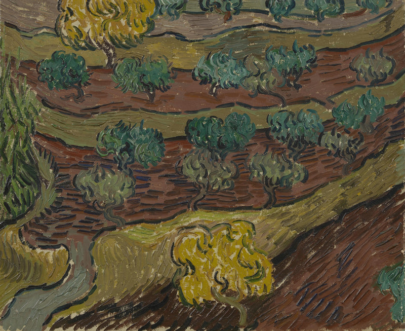 Olivos en una colina - Vincent van Gogh