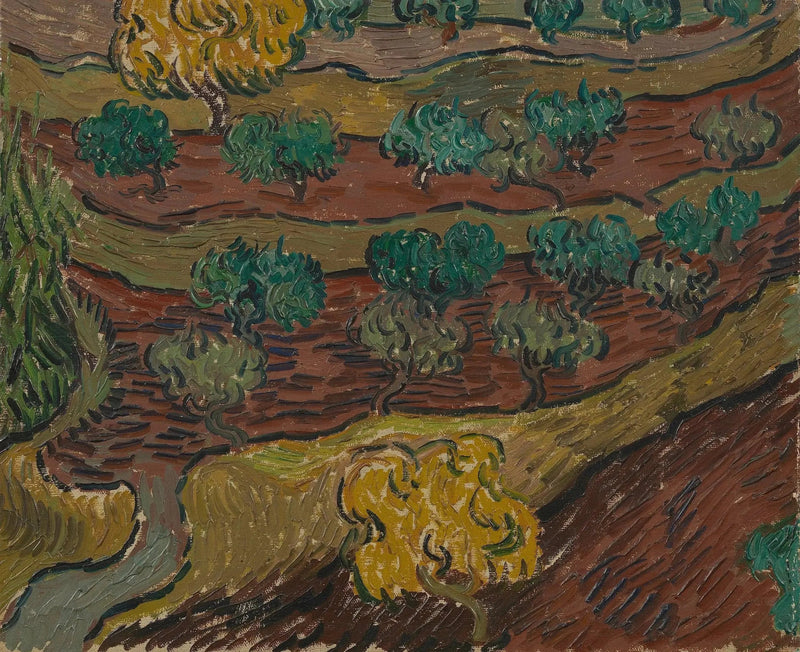 Olivos en una colina - Vincent van Gogh