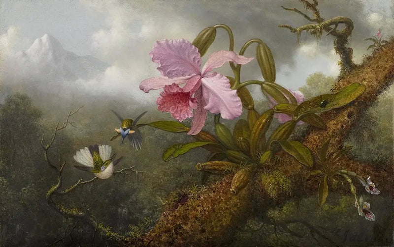 Orquídea Cattleya, dos colibríes y un escarabajo - Martin Johnson Heade