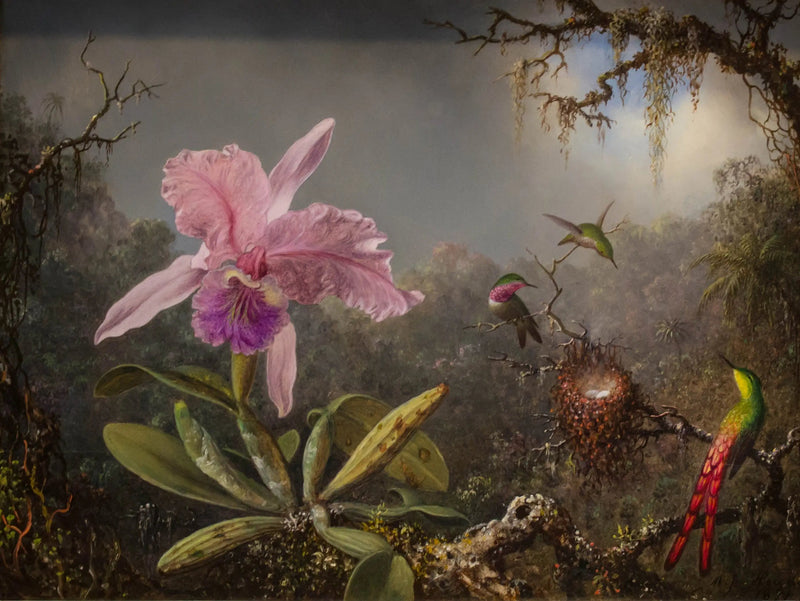 Orquídea Cattleya y tres colibríes - Martin Johnson Heade