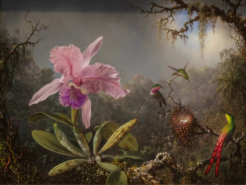 Orquídea Cattleya y tres colibríes - Martin Johnson Heade