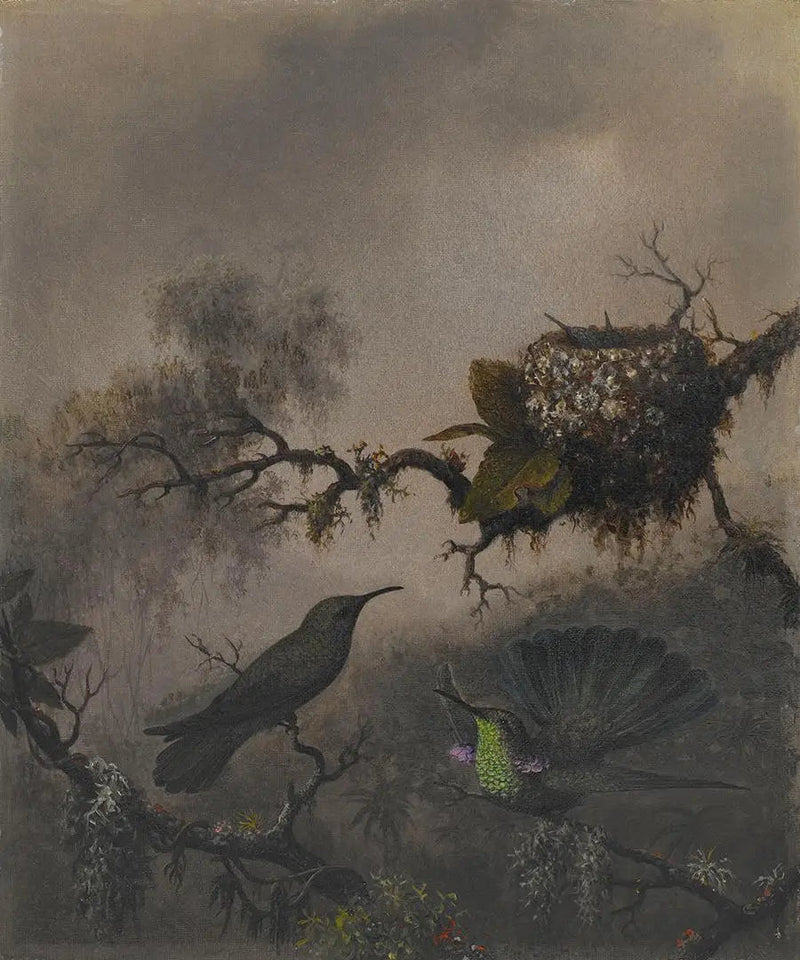 Oreja violeta con vientre blanco - Martin Johnson Heade