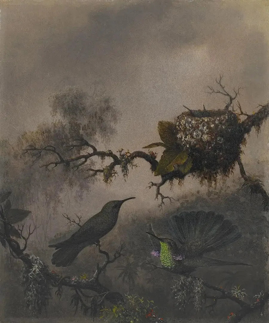 Oreja violeta con vientre blanco - Martin Johnson Heade