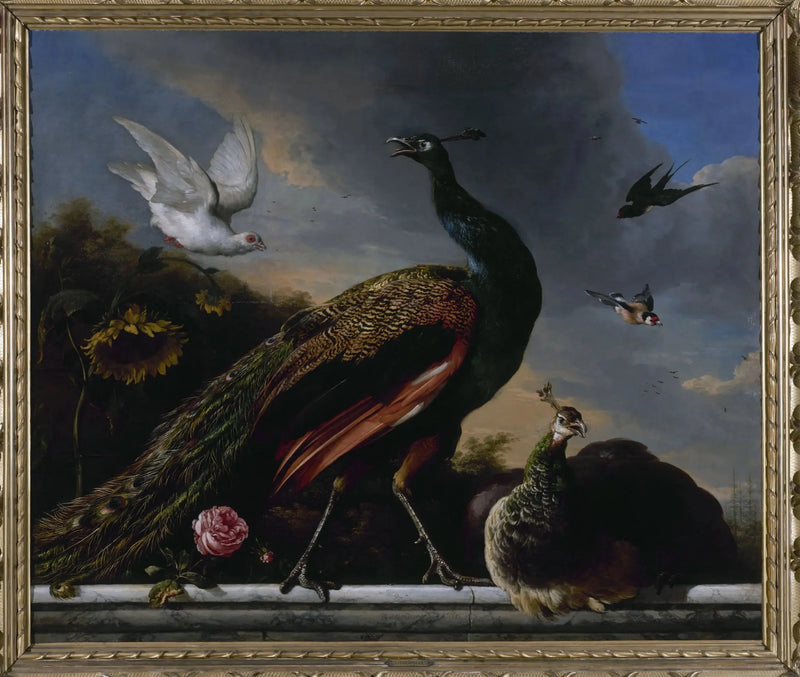 Pavos, macho y hembra - Melchior de Hondecoeter