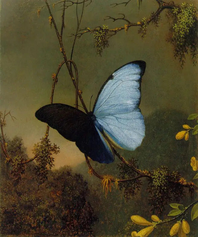Mariposa Morfo azul - Martin Johnson Heade