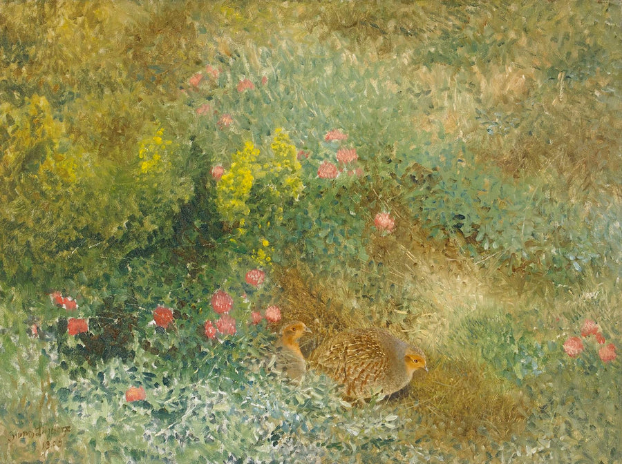 Perdiz gris - Bruno Liljefors