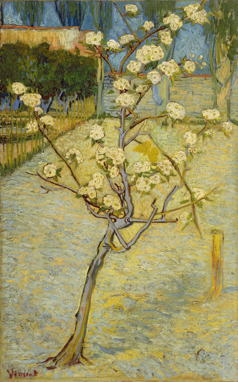 Pequeño peral en flores - Vincent van Gogh