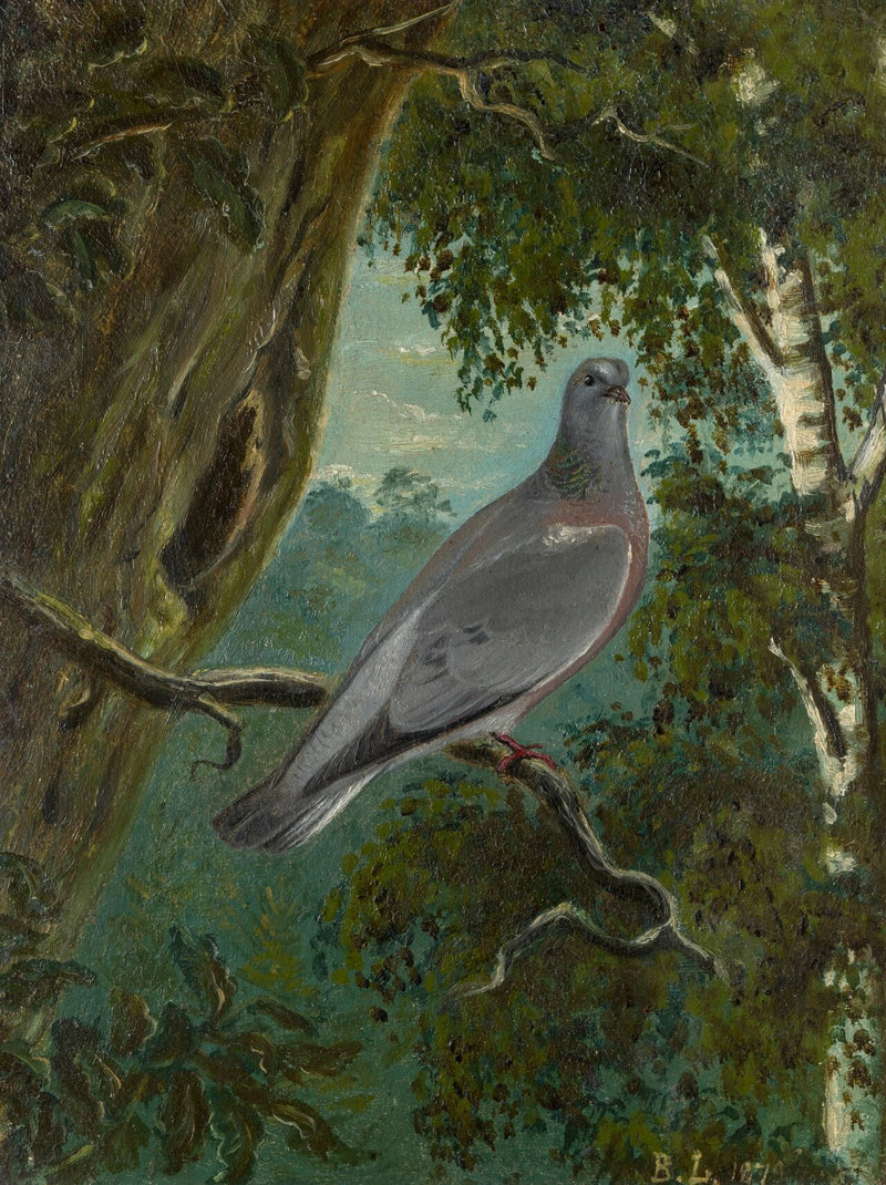 Paloma tórtola - Bruno Liljefors