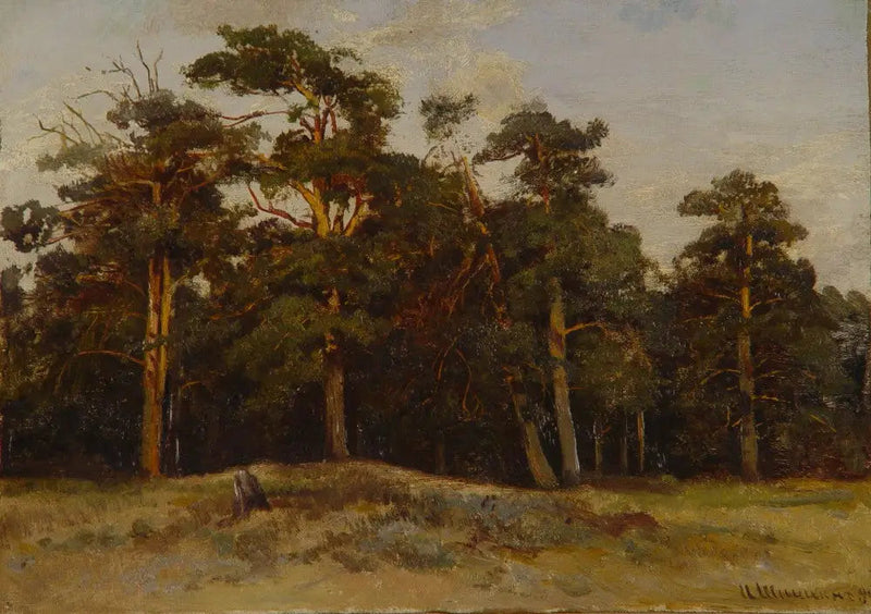 Pines - Ivan Chichkine