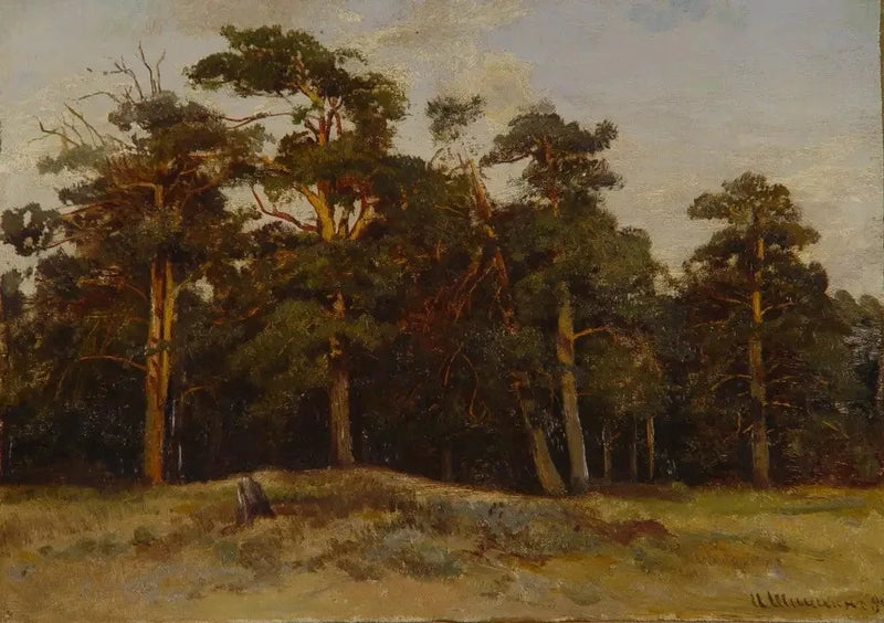 Pines - Ivan Chichkine