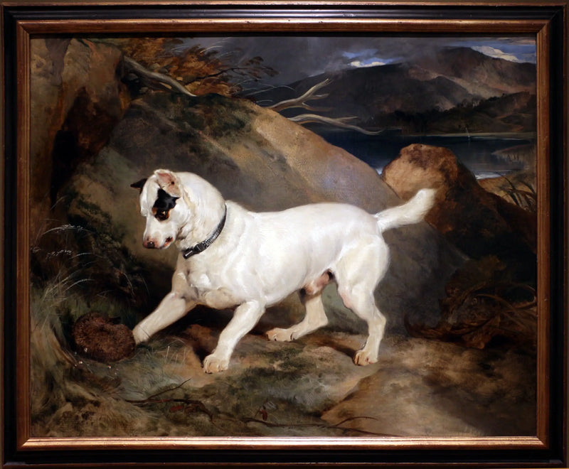 Retrato de un terrier, propiedad de Owen Williams, ESQ., diputado (Jocko con un erizo) - Edwin Henry Landseer