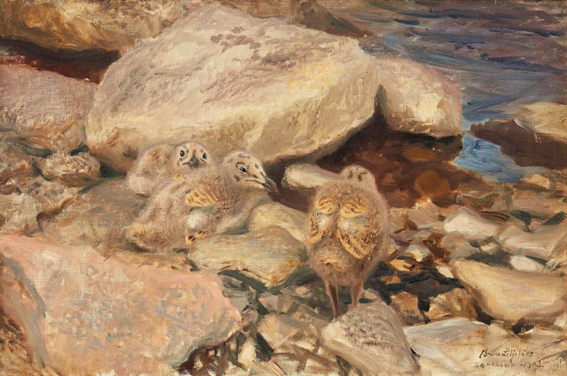 Polluelos de gaviota plateada - Bruno Liljefors