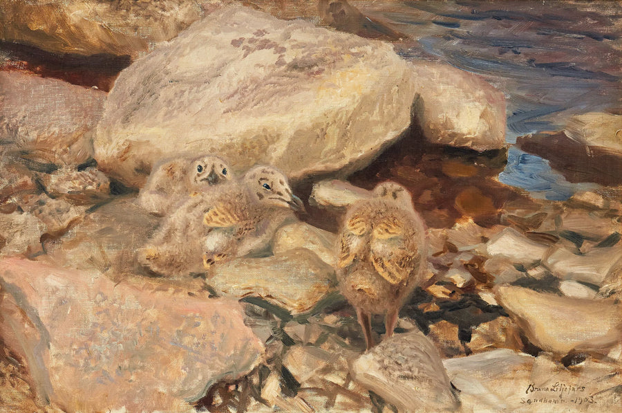 Polluelos de gaviota plateada - Bruno Liljefors