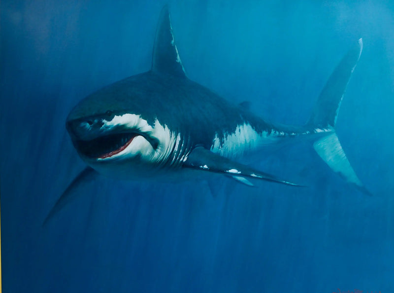 Tiburón | 150 x 200 cm