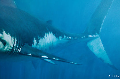 Requin | 150 x 200 cm Reproductions de tableaux à la peinture à l’huile