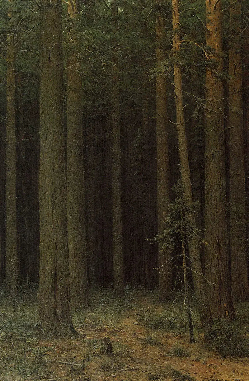 Reserva forestal. Pinar - Ivan Chichkine