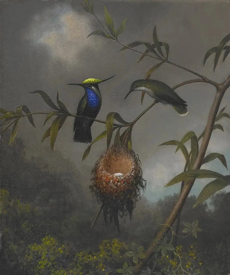 Roitelet à poitrine noire - Martin Johnson Heade image 1 reproduction de peinture à l’huile