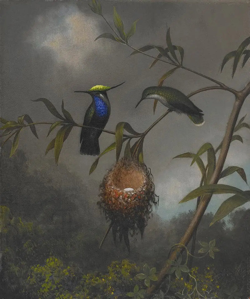 Roitelet de pecho negro - Martin Johnson Heade