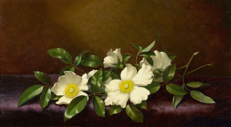 Rosas Cherokee sobre una tela violeta - Martin Johnson Heade