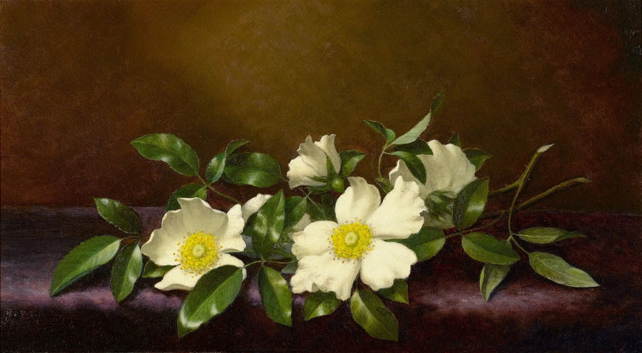 Rosas Cherokee sobre una tela violeta - Martin Johnson Heade