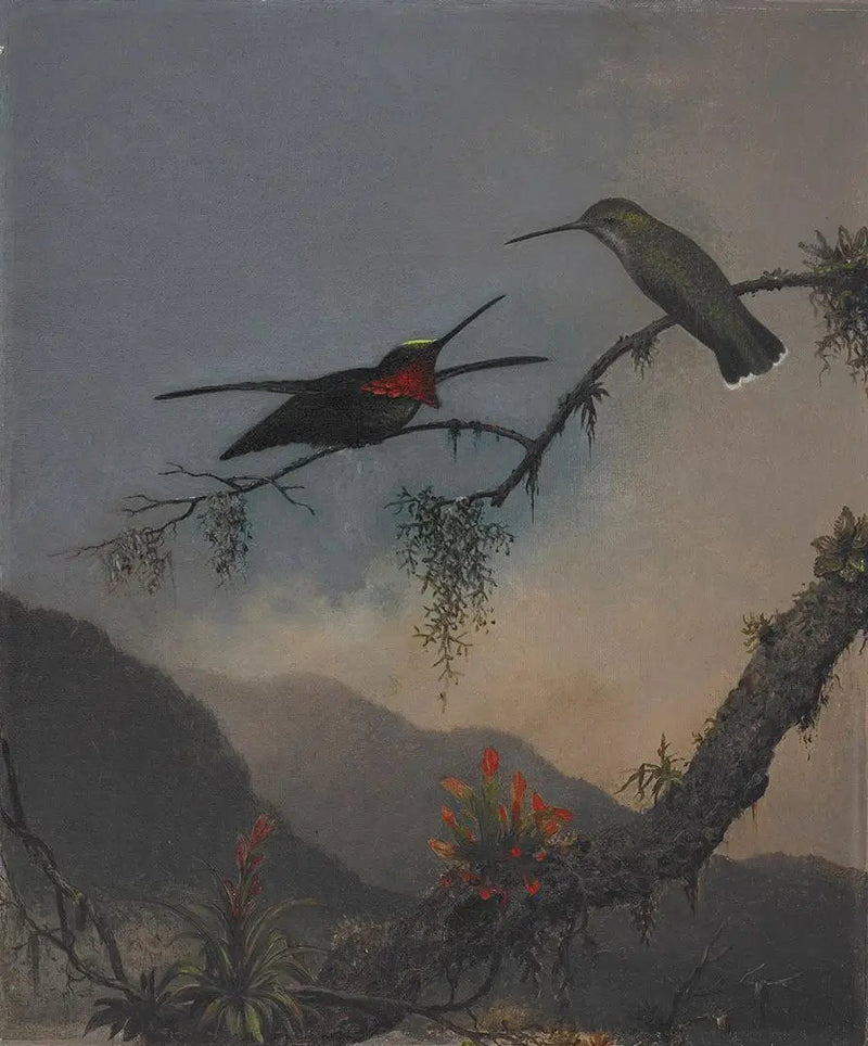 Starthroat con pecho rayado - Martin Johnson Heade