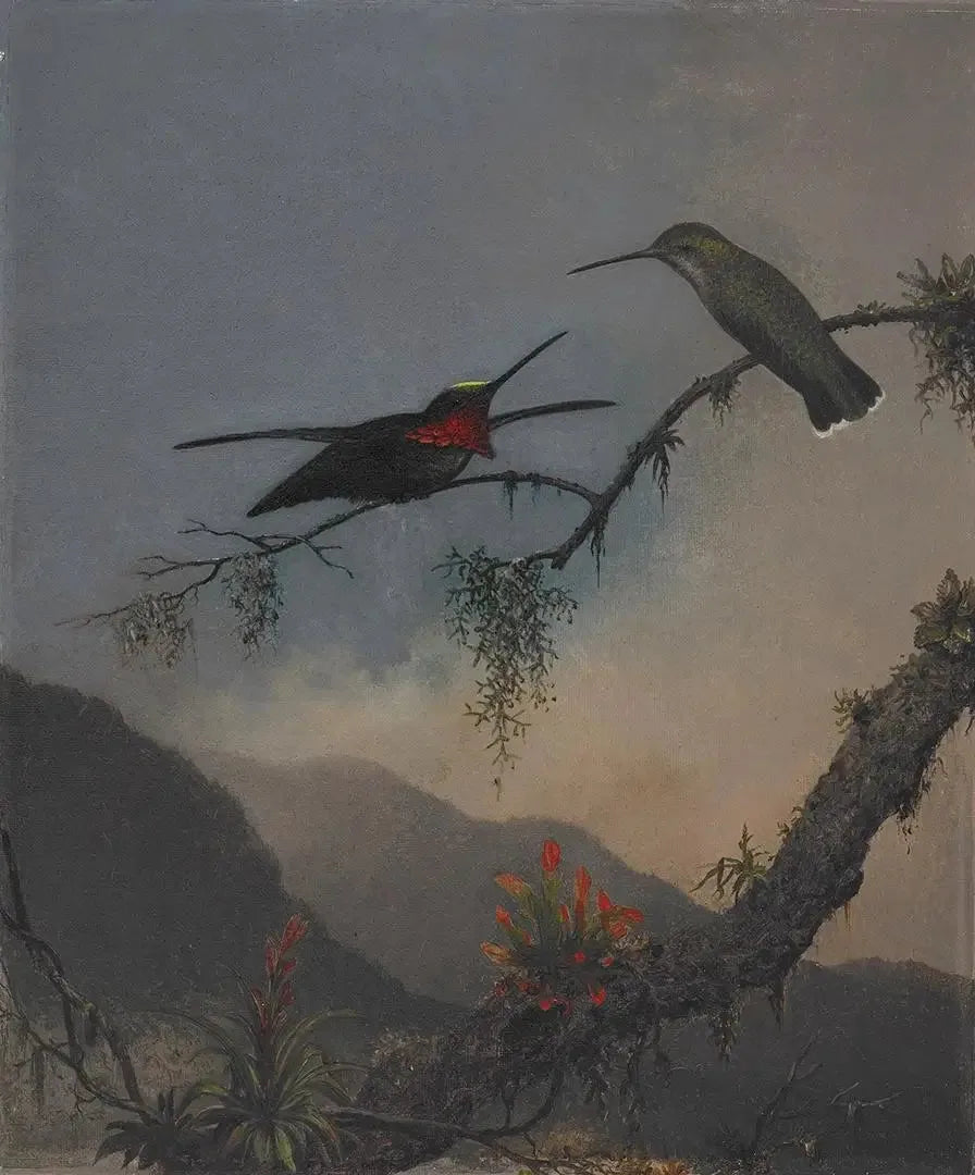 Starthroat con pecho rayado - Martin Johnson Heade