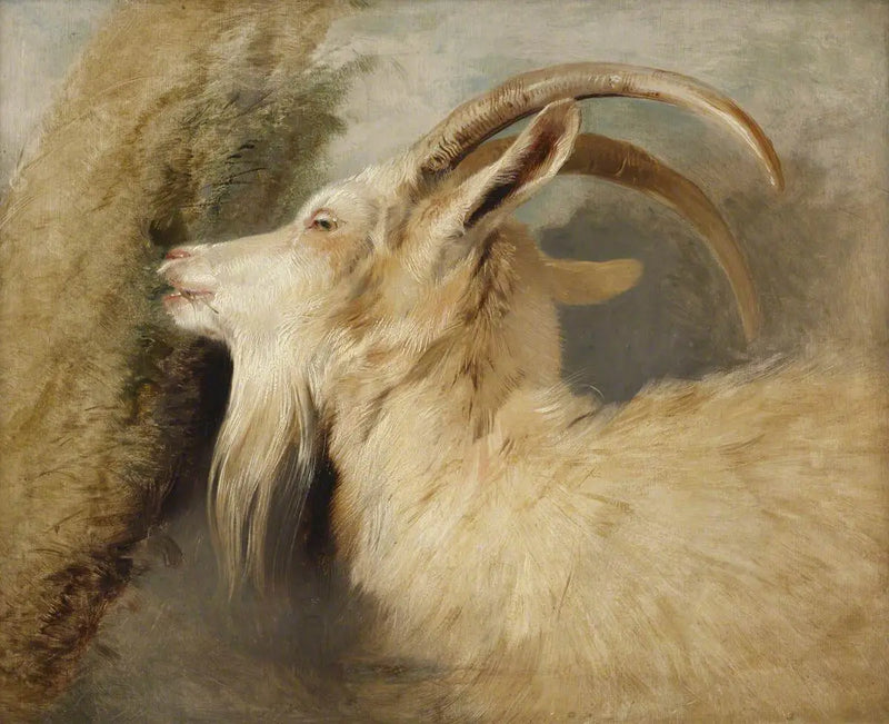 Cabeza de cabra - Edwin Henry Landseer