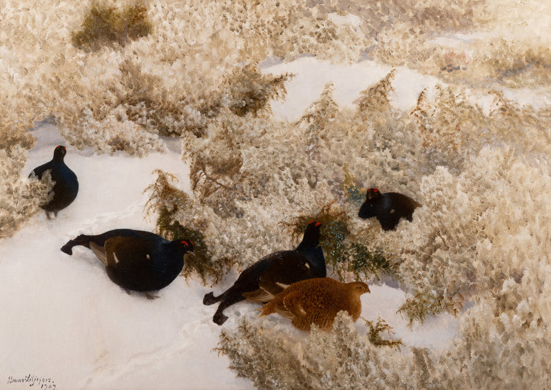 Urogallo negro en la nieve - Bruno Liljefors