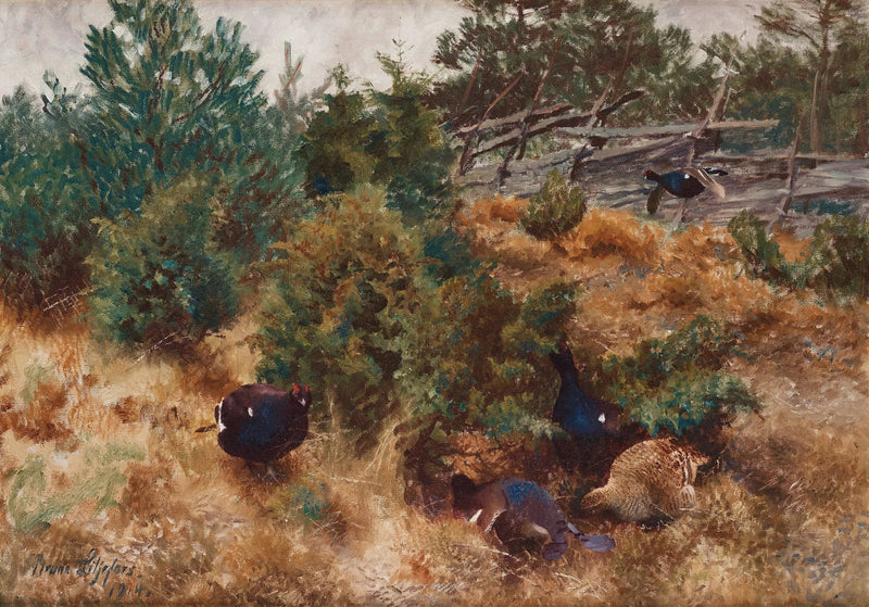 Urogallo negro en un paisaje otoñal - Bruno Liljefors
