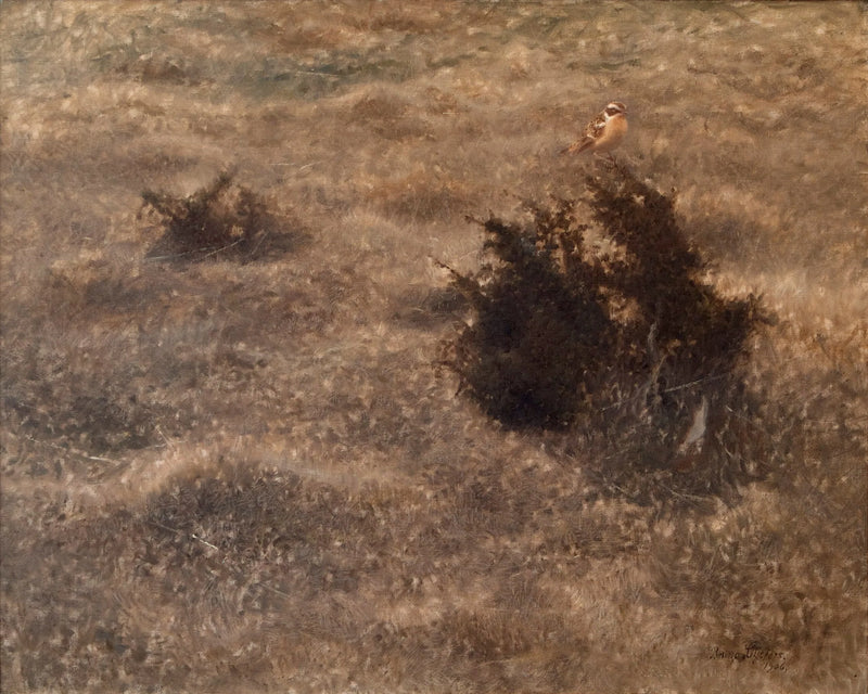 Collalba gris - Bruno Liljefors