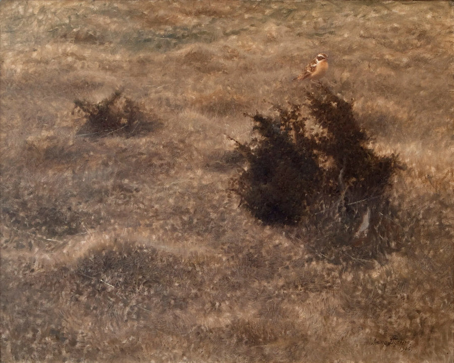 Collalba gris - Bruno Liljefors