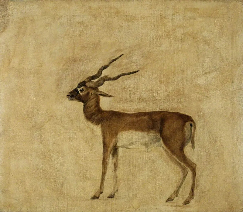 Un antílope cervicapra - George Stubbs