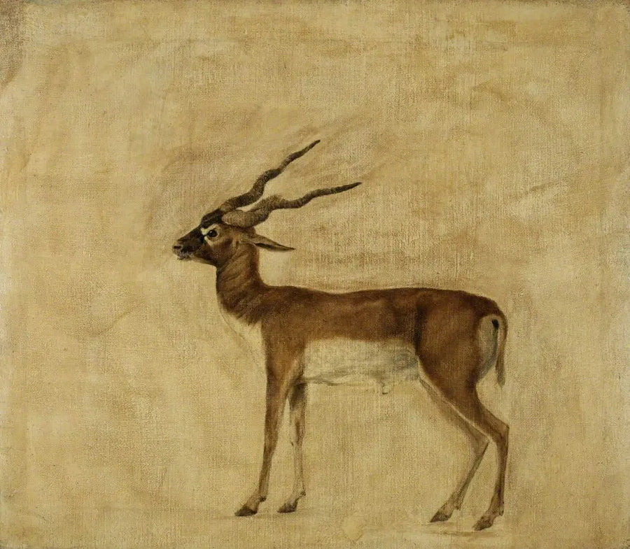 Un antílope cervicapra - George Stubbs
