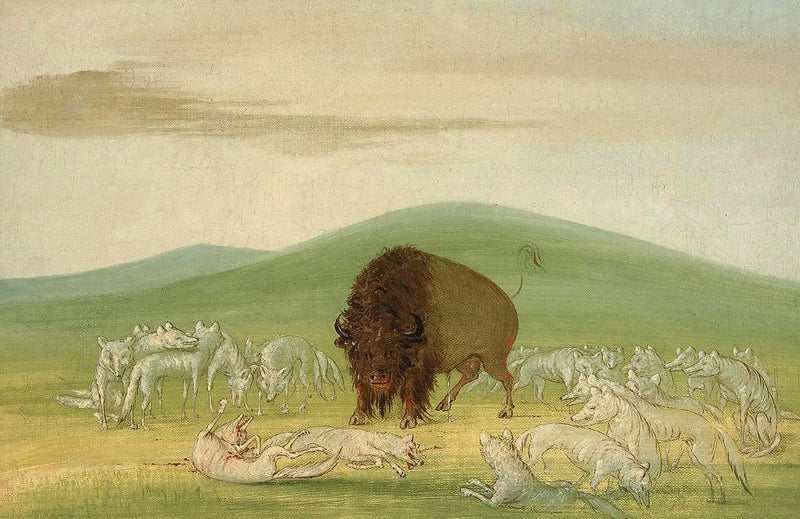 Un bisonte herido rodeado de lobos blancos - George Catlin
