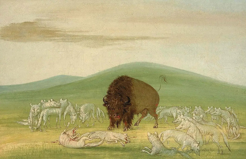 Un bisonte herido rodeado de lobos blancos - George Catlin