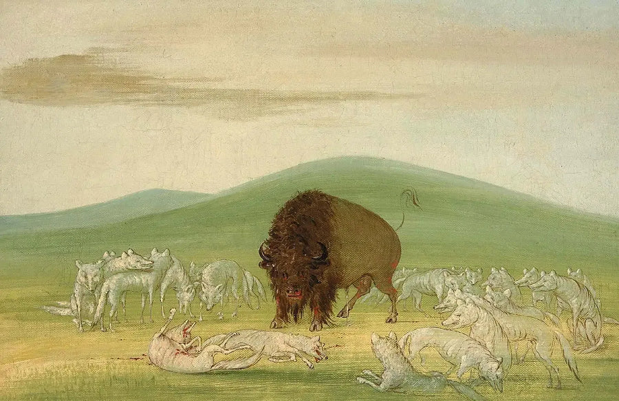 Un bisonte herido rodeado de lobos blancos - George Catlin