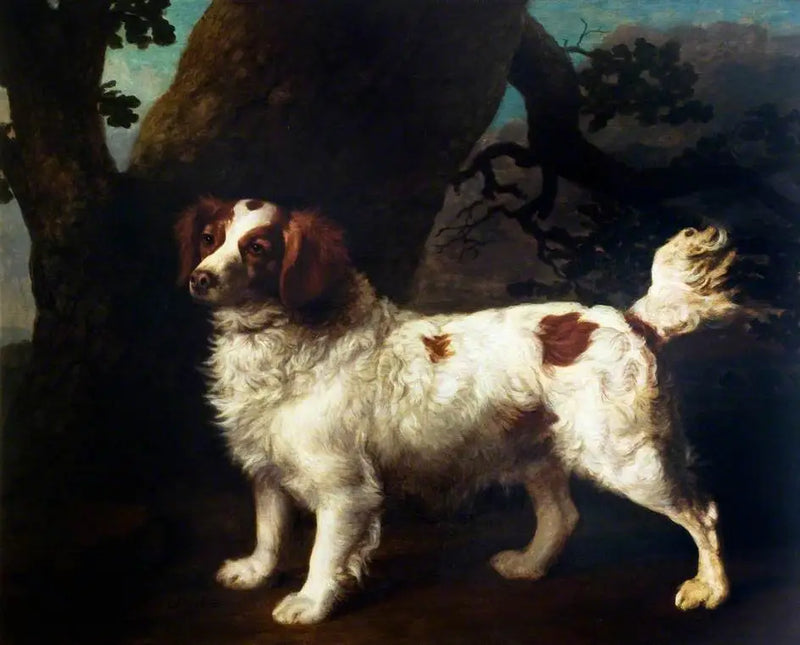 Un Clumber Spaniel - George Stubbs