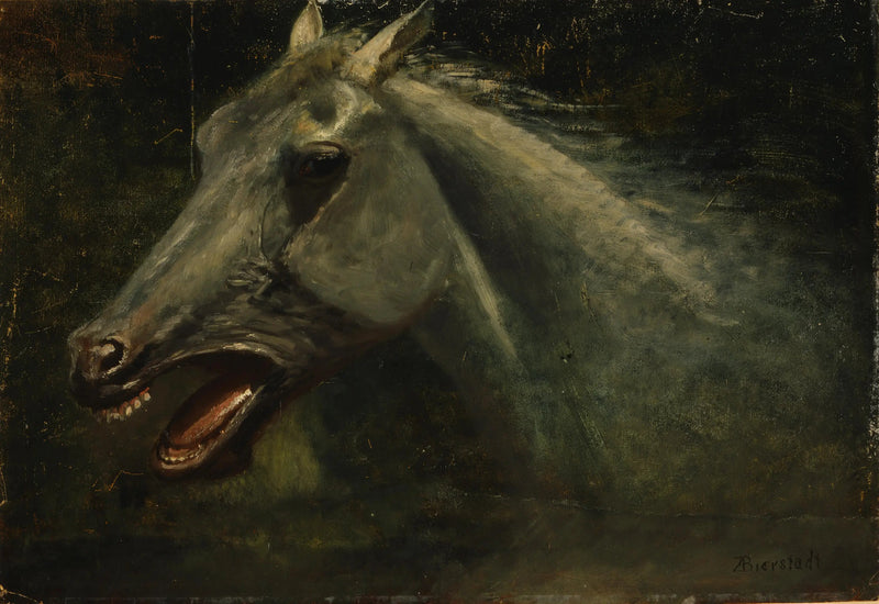 Un caballo salvaje - Albert Bierstadt