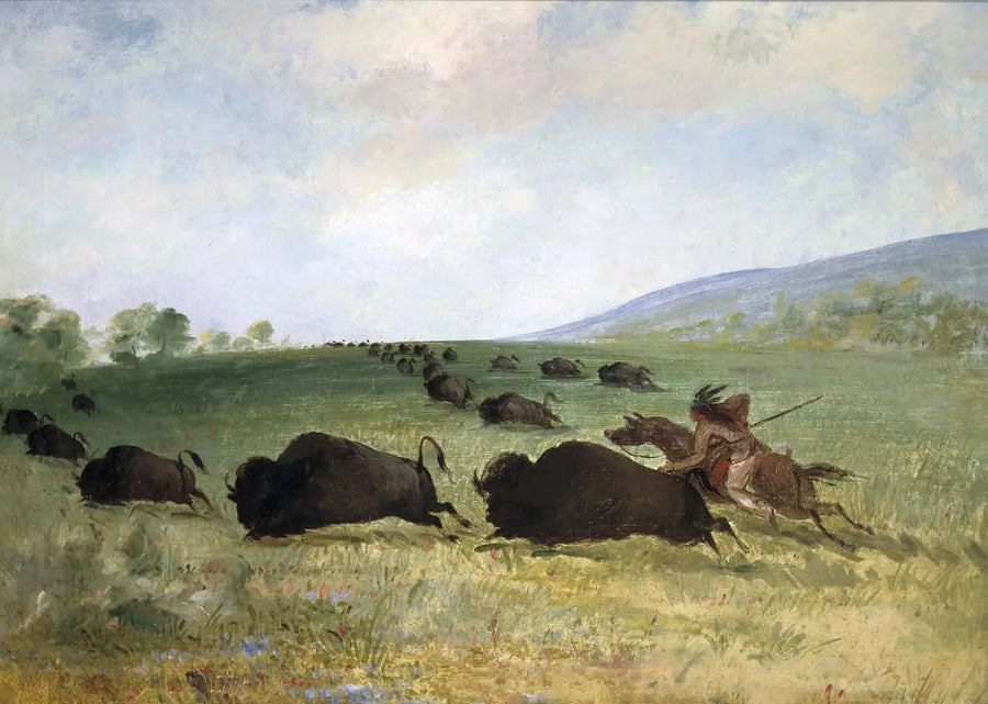 Un indio Osage lanza un búfalo - George Catlin