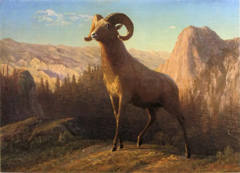 Una oveja de las montañas Rocosas, Ovis, Montana - Albert Bierstadt