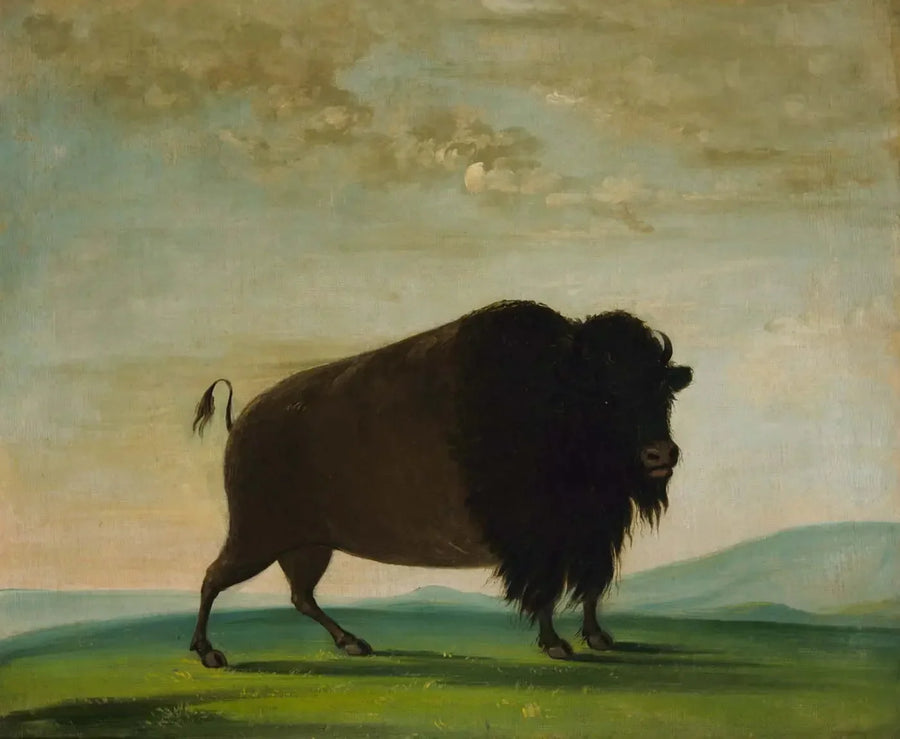 Vaca bisonte pastando en la pradera - George Catlin
